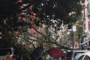 Miracolo a Napoli, albero crolla e abbatte auto in sosta: “Zona sempre affollata, tragedia sfiorata”