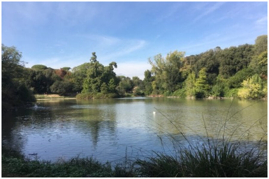 Cigno muore di aviaria nel laghetto di Villa Pamphili: “Chiusa parte est del parco per accertamenti”