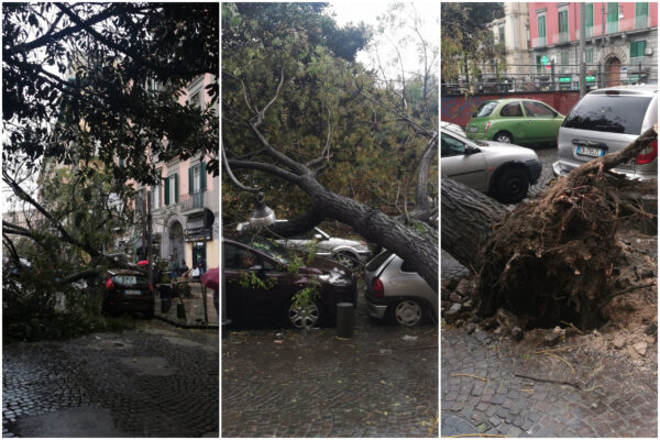 Miracolo a Napoli, albero crolla e abbatte auto in sosta: “Zona sempre affollata, tragedia sfiorata”