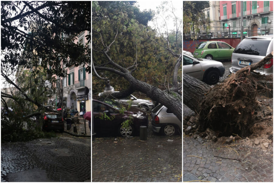 Miracolo a Napoli, albero crolla e abbatte auto in sosta: “Zona sempre affollata, tragedia sfiorata”