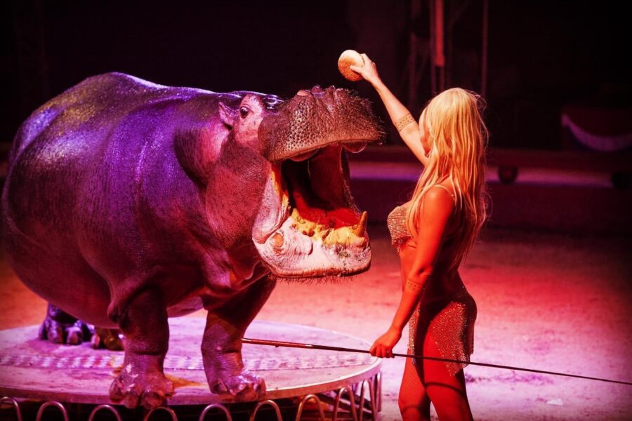 Paolo Orfei presenta il trittico delle meraviglie, il Circo Bellucci con le attrazioni del Circo di Mosca e il Circo Royal