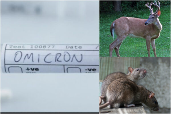 Da dove viene la variante Omicron, tre ipotesi degli scienziati: “Animali serbatoio del virus che ritrasmettono agli umani”