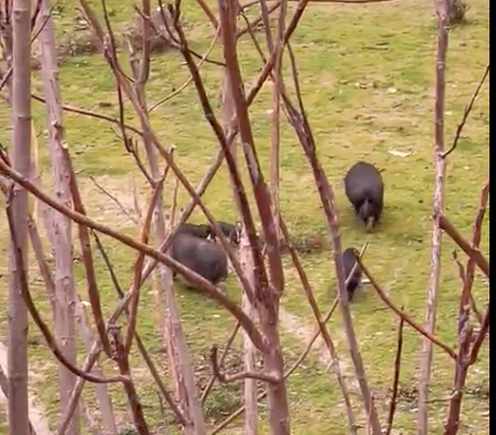Roma, famigliola di cinghiali a spasso sul Lungotevere a pochi passi dalla basilica di San Paolo