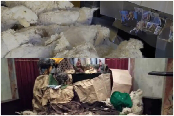 Presepe no vax: vandalizzate le ‘pecore che guardano Draghi in tv’, salvata la natività