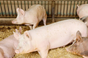 Peste suina, in Liguria e Piemonte stop a caccia, trekking e raccolta funghi: i comuni interessati Peste suina, in Liguria e Piemonte stop a caccia, trekking e raccolta funghi: i comuni interessati