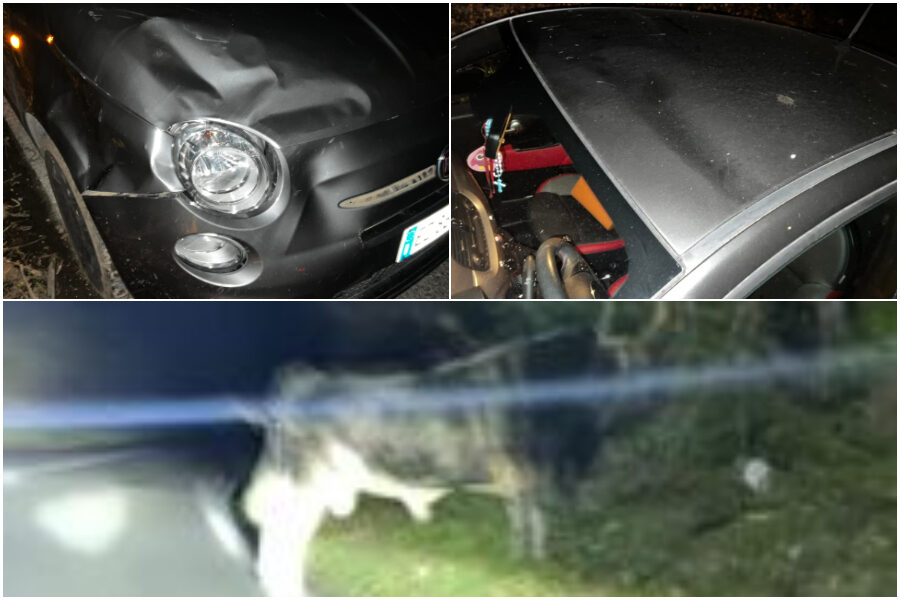 Tori e mucche sbucano sulla via dei Laghi, colpita un’auto: “Sono viva per miracolo”