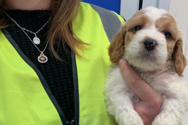 Nati prematuri e rinchiusi nelle gabbie dei conigli, 10 cuccioli di cane salvati dalla Asl: denunciato il titolare del negozio