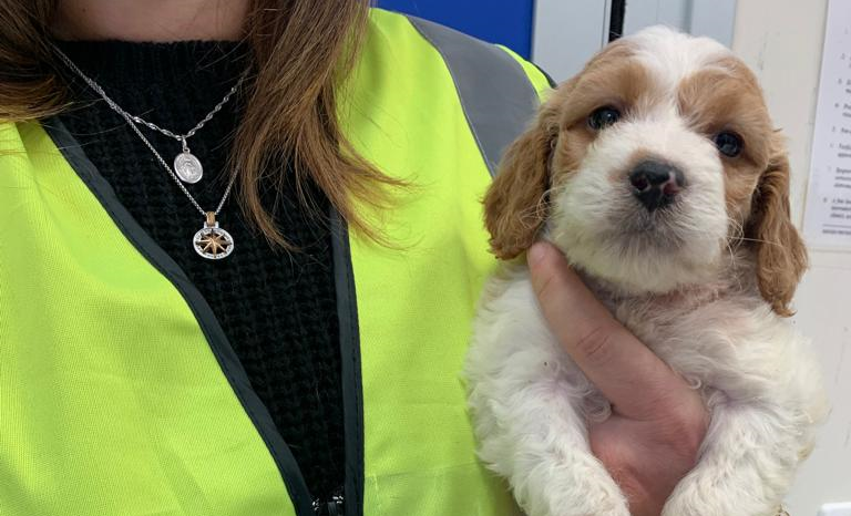 Nati prematuri e rinchiusi nelle gabbie dei conigli, 10 cuccioli di cane salvati dalla Asl: denunciato il titolare del negozio