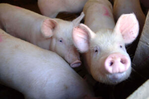 ALLEVAMENTO MAIALI SUINI SALUMIFICIO ALLEVAMENTO MAIALI SUINI SALUMIFICIO