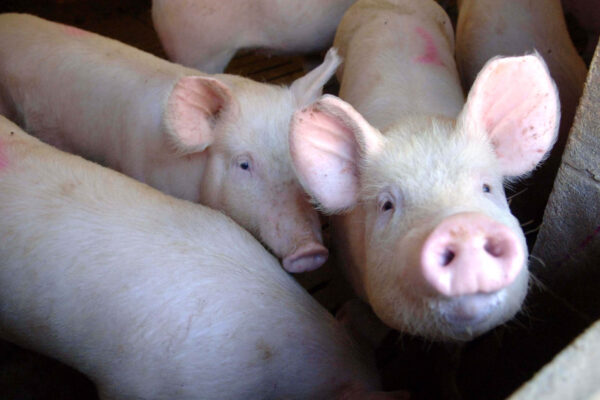 ALLEVAMENTO MAIALI SUINI SALUMIFICIO