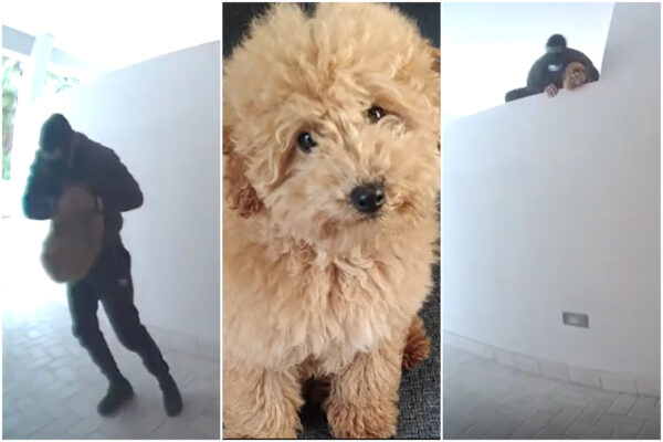 Il video del cagnolino rubato in un appartamento e l’appello: “Aiutateci, i miei figli stanno piangendo per Toto”
