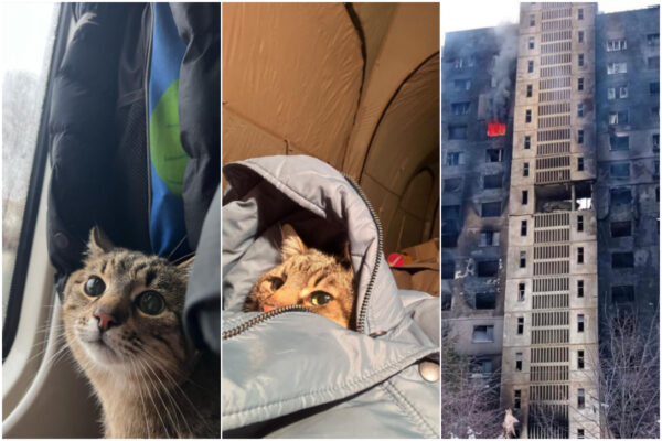 Il gatto Stepan è in salvo, su Instagram il racconto della fuga dall’Ucraina: “bombardata casa sua a Kharkiv”