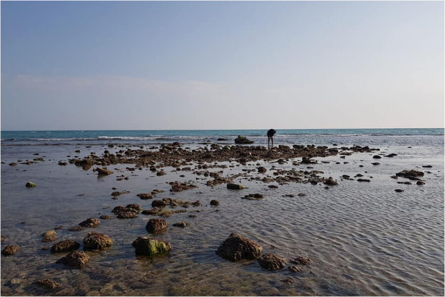 Immagine Facebook WWF Sicilia Area Mediterranea ODV