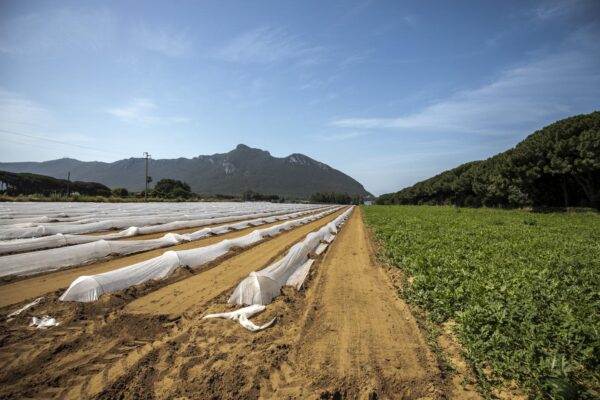 Siccità e inondazioni, coltivazioni travolte ma pochi agricoltori si assicurano