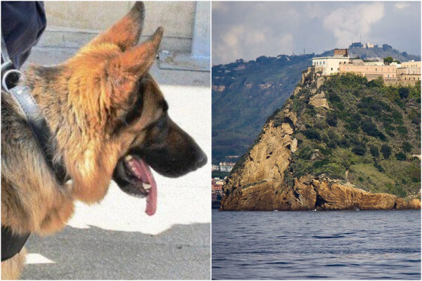 Mamma porta droga al figlio minorenne in carcere, scoperta dal cane Susy