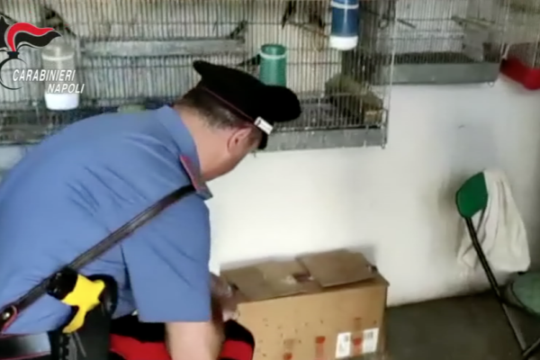 Stritola e uccide cardellino davanti ai carabinieri, altri uccelli liberati con i bimbi a Capodimonte