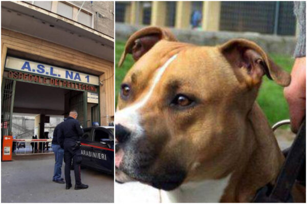 Paura a Napoli, uomo morso da pitbull cade a terra e batte la testa: è in prognosi riservata