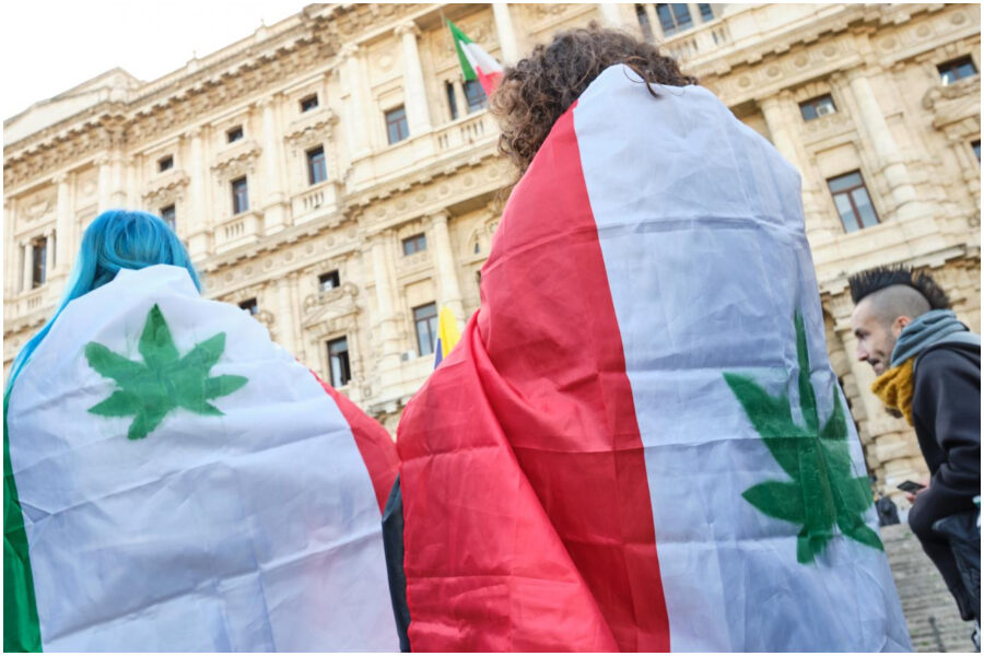 Legalizzazione della coltivazione domestica di cannabis, cosa prevede il disegno di legge