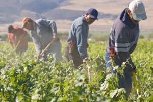 Caporalato, braccianti drogati con l’oppio per non sentire la fatica: 5 arresti e 25 indagati ad Ardea. Sequestrati 90 kg di bulbi