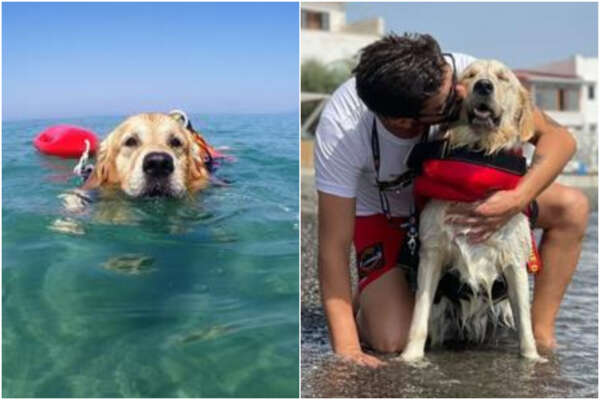Affonda padalò, i cani bagnino Dylan e Vita salvano cinque ragazzi a Palinuro: “Volavano sull’acqua”
