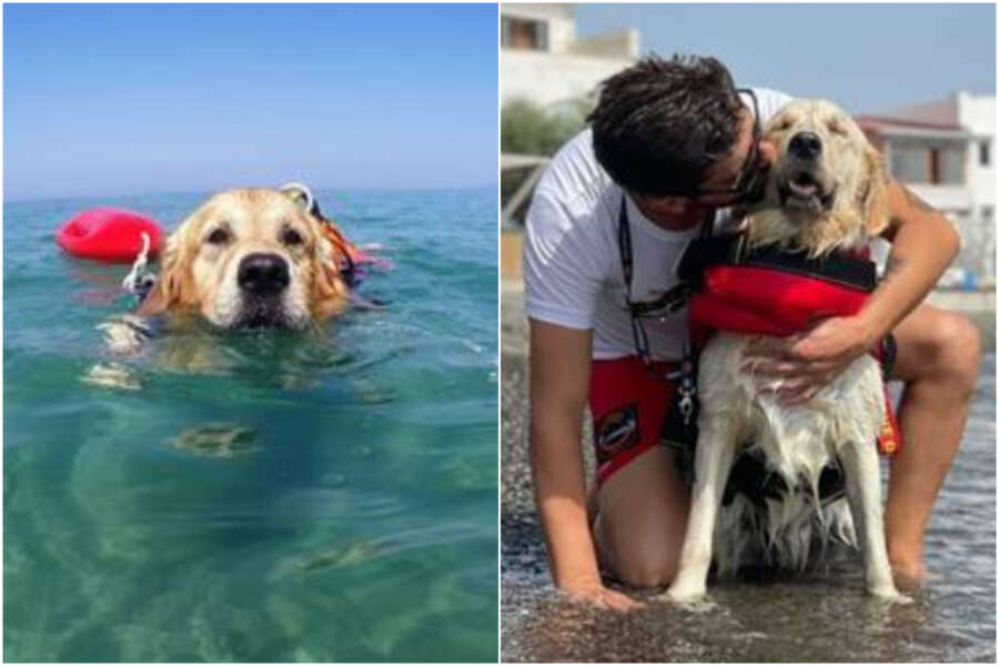 Affonda padalò, i cani bagnino Dylan e Vita salvano cinque ragazzi a Palinuro: “Volavano sull’acqua”
