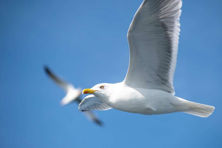 Gabbiano ‘rapisce’ cagnolino a passeggio nel Bosco di Capodimonte, afferrato e portato via in volo