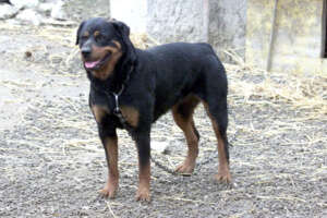 ©PASQUALE BOVE/LAPRESSE
RICCIONE 12-08-2003
CANILE ABUSIVO SCOPERTO A RICCIONE
NELLA FOTO UN ESEMPLARE DI ROTTWEILER