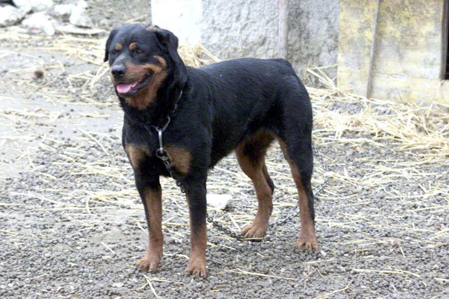 ©PASQUALE BOVE/LAPRESSE
RICCIONE 12-08-2003
CANILE ABUSIVO SCOPERTO A RICCIONE
NELLA FOTO UN ESEMPLARE DI ROTTWEILER