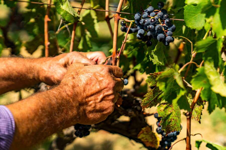 Parte la vendemmia: dalla Sicilia all’Alto Adige, le previsioni 2022