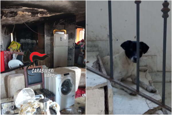 La casa come una discarica e dentro 30 cani abbandonati: lasciati senza acqua e cibo, 50enne denunciata