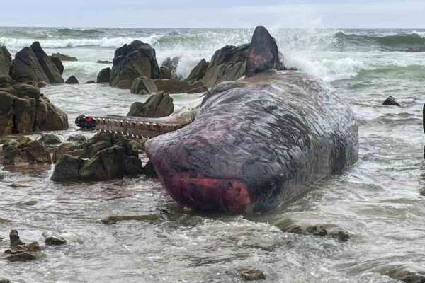 Il mistero delle stragi di cetacei: 230 morti spiaggiati in Tasmania: le cause ancora sconosciute