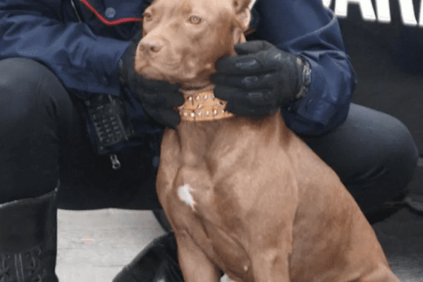 Bimba di 7 anni azzannata da pitbull in casa: guancia lacerata, è la seconda volta in pochi mesi