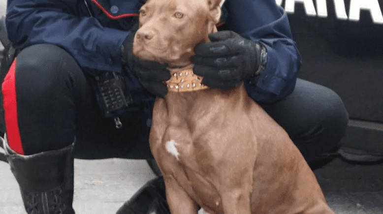 Bimba di 7 anni azzannata da pitbull in casa: guancia lacerata, è la seconda volta in pochi mesi