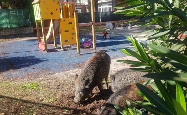 Cinghiali in provincia di Pescara