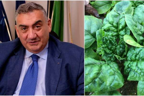 Spinaci intossicati, parla Limone (Istituto Zooprofilattico): “Mandragora o pesticidi la rete per la sicurezza ha funzionato, basta allarmismi”
