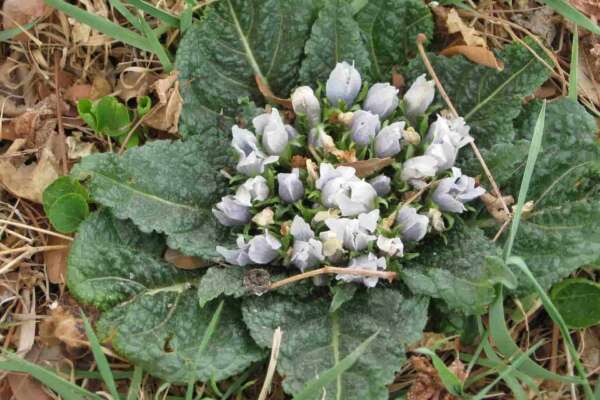 Cos’ è la mandragora e come riconoscerla dagli spinaci: quali sono i sintomi dell’intossicazione