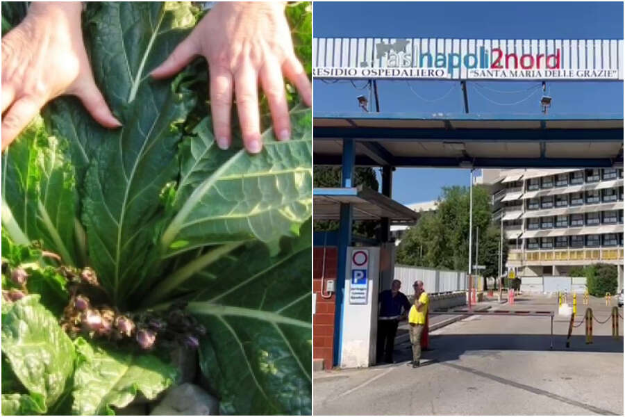 Dieci intossicati da mandragora in ospedale, uno è grave: la pianta velenosa scambiata in negozio per spinaci
