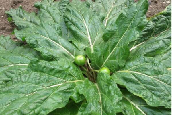 Mandragora scambiata per spinaci, uomo in rianimazione: due famiglie intossicate da verdura velenosa