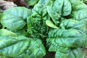 Spinaci contaminati da mandragora: surgelati o cotti, quali sono i rischi per la salute Spinaci contaminati da mandragora: surgelati o cotti, quali sono i rischi per la salute