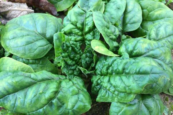 Spinaci contaminati da mandragora: surgelati o cotti, quali sono i rischi per la salute