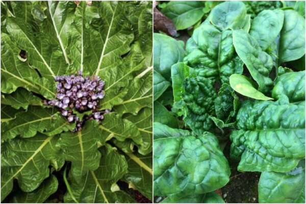 Caso Mandragora, esaminate foglia per foglia le 152 cassette sequestrate: “Nessuna traccia”