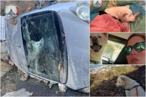 “Yuky aspettava i padroni morti con il neonato a Ischia”, la storia del cane Akita trovato nell’auto distrutta