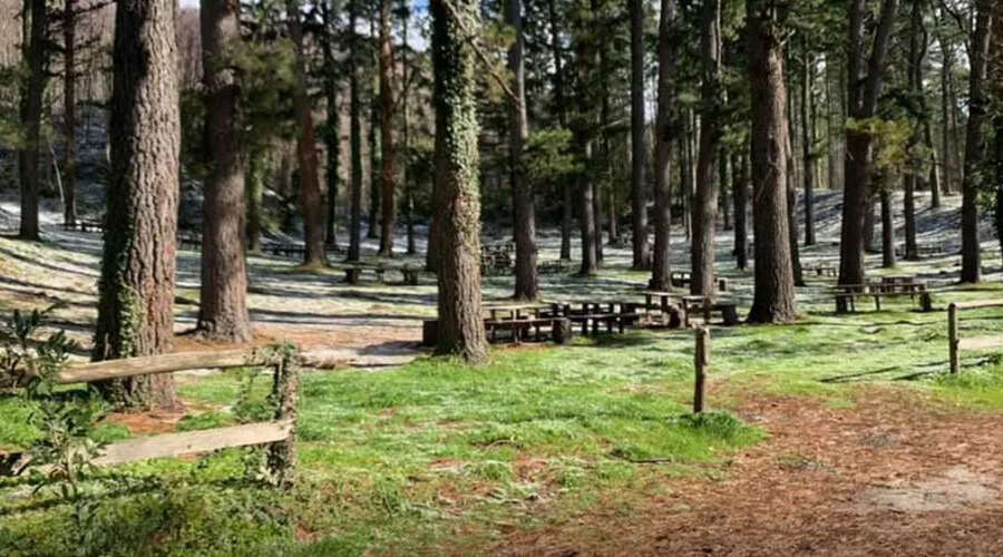 Nessun disboscamento selvaggio, l’inchiesta viene archiviata: tanto rumore per nulla