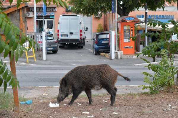 Cinghiale sulla carreggiata: 58enne in coma dopo lo scontro con lo scooter