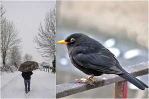 Quando e cosa sono i giorni della Merla, perché si chiamano così: la storia e il significato per le previsioni Quando e cosa sono i giorni della Merla, perché si chiamano così: la storia e il significato per le previsioni