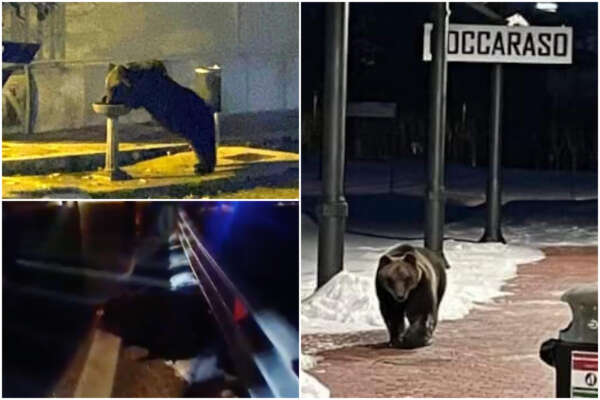 Addio a Juan Carrito, l’orso marsicano simbolo dell’Abruzzo travolto e ucciso da un’auto