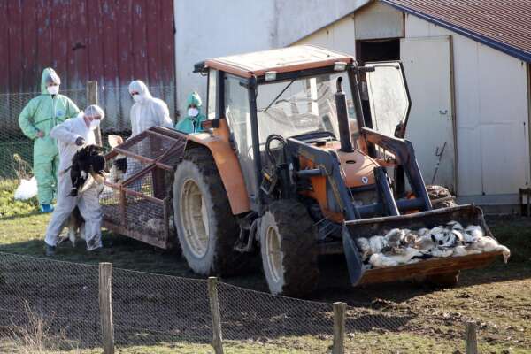 Aviaria H5N1, dall’Oms l’allarme sulla potenziale nuova pandemia: i rischi per il “salto di specie” dopo il contagio dei mammiferi