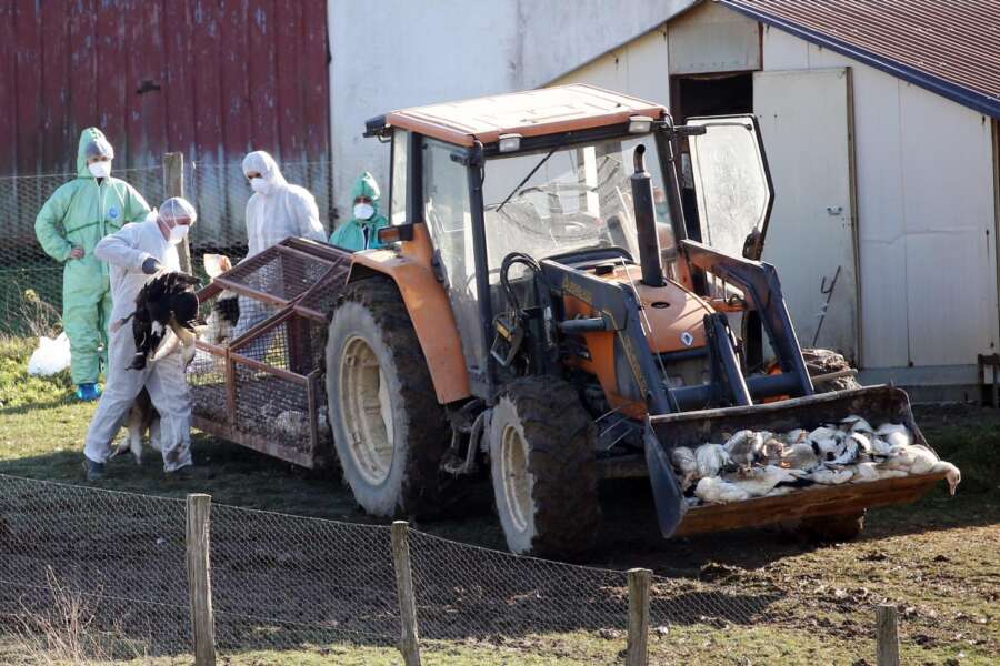 Aviaria H5N1, dall’Oms l’allarme sulla potenziale nuova pandemia: i rischi per il “salto di specie” dopo il contagio dei mammiferi