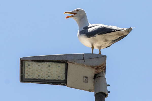 Gabbiani in città, i consigli dell’ornitologo per evitare che facciano i nidi: “Ecco perché volano bassi e sono aggressivi”