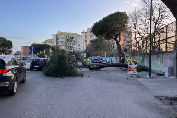 Crolla albero in strada, miracolo a Napoli: “Rumore fortissimo, ero appena passato in scooter”